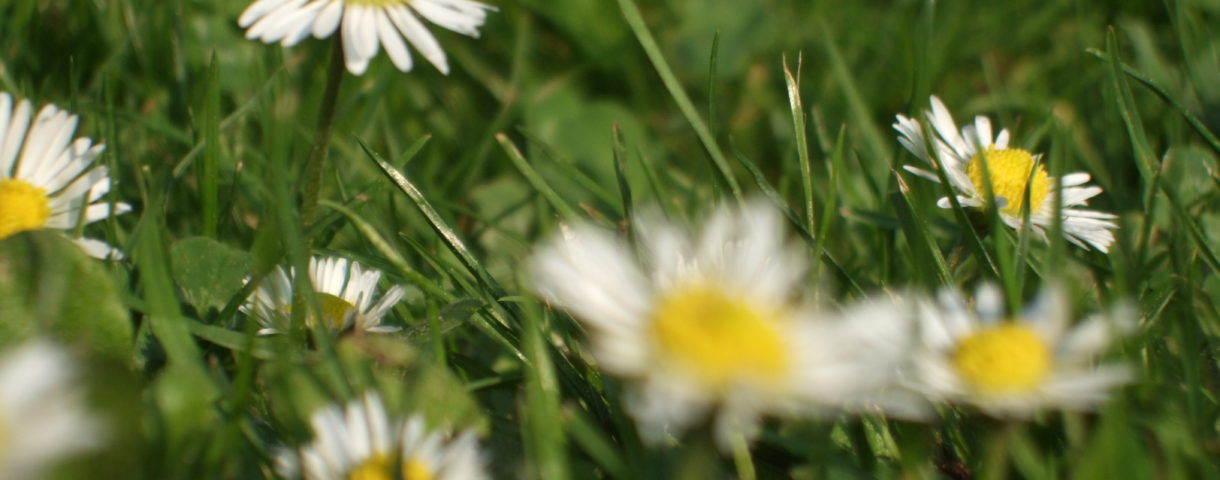 gänseblümchen
